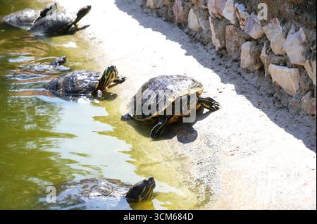 Landung wilder Schildkröten am Ufer. Stockfoto