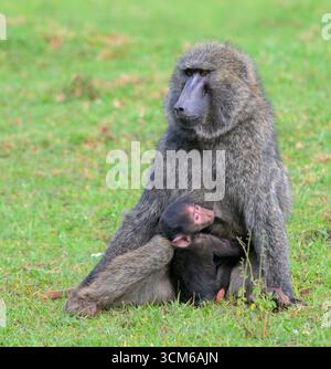 Olivenpaan (Papio anubis) weiblich mit Baby, Mount Elgon National Park, Kenia. Stockfoto