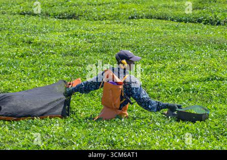 Männlicher Plantagenarbeiter erntet Teeblätter mit einer elektrischen Handteepflückmaschine (Pflückmaschine), Kericho County, Kenia. Stockfoto
