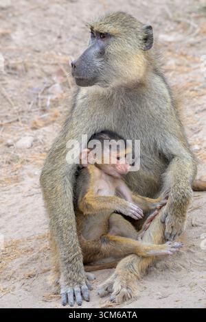 Gelber Pavian (Papio cynocephalus) Weibchen mit Baby, Amboseli National Rark, Kenia. Stockfoto