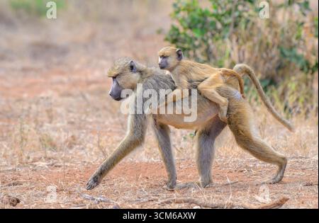 Gelber Pavian (Papio cynocephalus), Frau, die mit Baby auf dem Rücken läuft, Tsavo East National Park, Kenia. Stockfoto