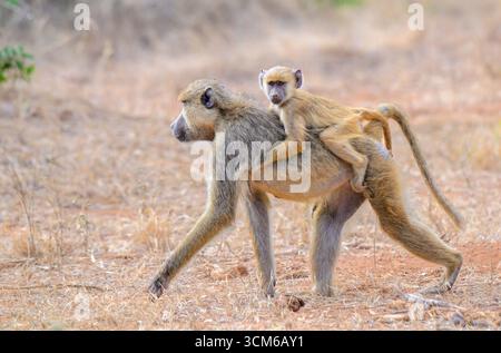 Gelber Pavian (Papio cynocephalus), Frau, die mit Baby auf dem Rücken läuft, Tsavo East National Park, Kenia. Stockfoto