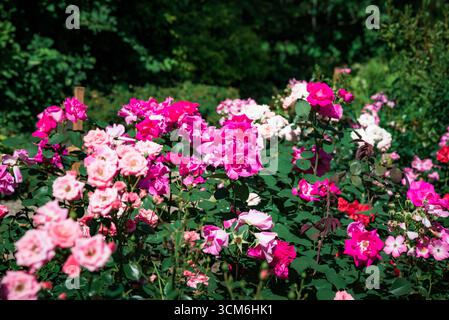 Rosa Strauchrosen Rosa Gertrude Jekyll blüht in einem Sommergarten mit üppig grünem Laub und farbenfrohen Blütenblättern im natürlichen Sonnenlicht Stockfoto