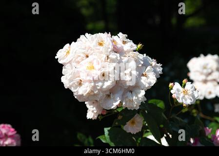 Eine Gruppe von Rosa Bobbie James, die Rosen in sanften weiß- und hellrosa Tönen mit goldenen Mittelpunkten in der Sommersonne anmutig blüht. Stockfoto