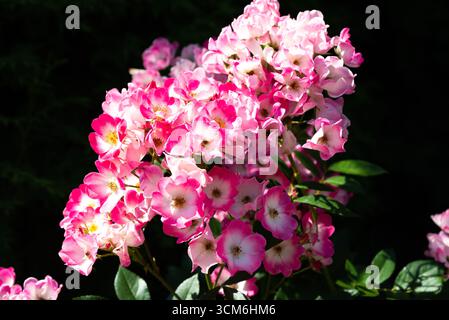 Eine Gruppe von Rosa Mozart Hybrid Moschusrosen in voller Blüte mit rosafarbenen Blüten und weißen Mittelpunkten, die eine auffällige und dekorative Gartenausstellung schaffen. Stockfoto