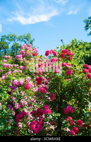 Blühende Rosa Multiflora Kletterrosen mit pinkfarbenen Blüten in einem Garten unter blauem Himmel, lebhafte Sommerblumenszene mit üppigem grünem Laub. Stockfoto