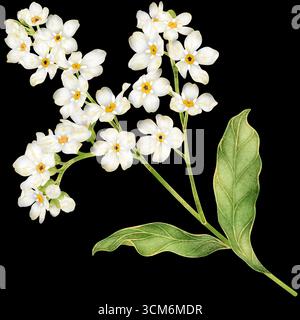 Realistische botanische Aquarellmalerei mit goldener Umrandung von weiß Vergiss mich nicht Blumenzweig mit Blättern, die auf transparentem Hintergrund wachsen Stockfoto
