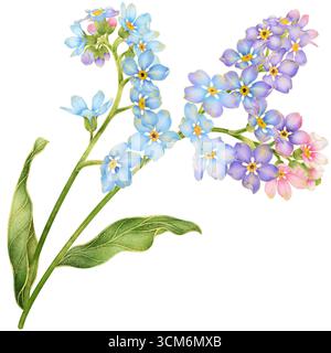 Luxuriöse botanische Aquarellillustration mit goldener Umrandung von drei Farbverläufen zwischen Blau, Lila und Rosa Vergiss mich nicht Blumenzweig Stockfoto