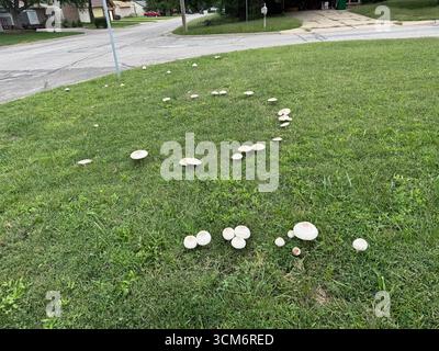 Pilze oder Toadstoole, Chlorophyllum molybdite, die in einem Feenring auf einem Rasen in Wichita, Kansas, USA, wachsen. Stockfoto