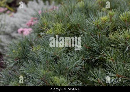 Pinus strobus 'minuta' Zwerg östliche Weißkiefer. Stockfoto