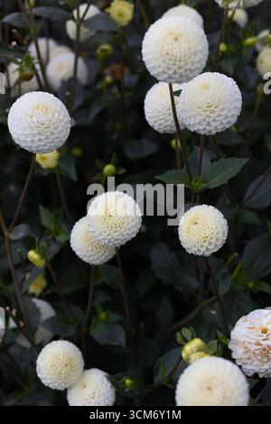 Dahlia „Bowen“ blüht. Stockfoto