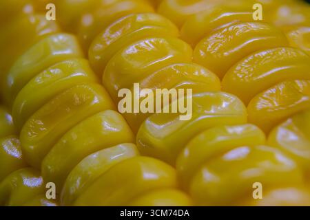 Makroaufnahme aus hellgelben Maiskernen mit glänzender Textur, die natürliche Details und Frische zeigt. Stockfoto