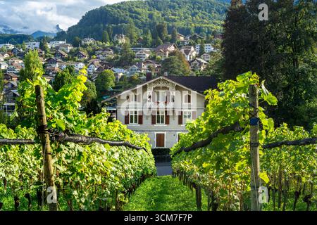 Spiez, Schweiz - 11. September 2025: Charmanter Weinberg mit rustikalem Haus in einer üppig grünen Landschaft von Spiez. Stockfoto
