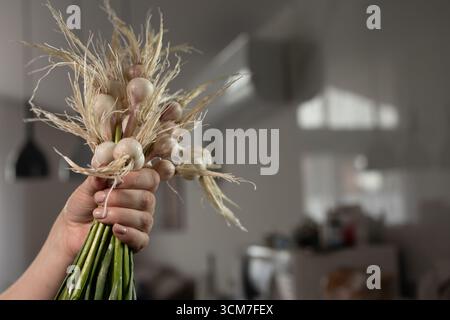 Nahaufnahme einer Hand mit einem Bouquet frisch geernteter Knoblauchlandschaften. Grüne Stiele und weiße Birnen mit braunen Ranken sind vor einem verschwommenen Küchenhintergrund zu sehen. Stockfoto