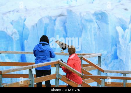 Die Caracara im Süden thront auf dem Geländer des Boardwalk mit dem massiven Perito Moreno Gletscher im Hintergrund, El Calafate, Patagonien, Argentinien, Stockfoto