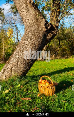 Gefallene Äpfel im Orchard Stockfoto
