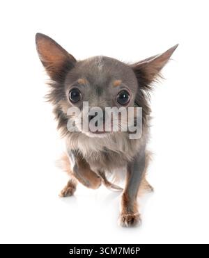 Little Chihuahua vor weißem Hintergrund Stockfoto
