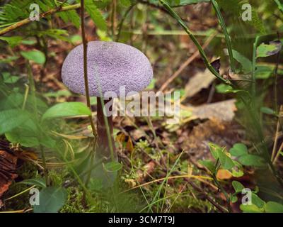 Wildviolett-Webcap-Rotbuchpilz. Stockfoto