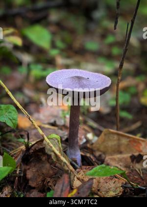 Wildviolett-Webcap-Rotbuchpilz. Vertikales Foto Stockfoto
