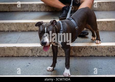Glücklicher Pitbull Hund auf der Stadtreppe. Freundlicher Pitbull-Hund an der Leine, stehend auf Steintreppen im Freien mit der Zunge heraus, begleitet von seinem Besitzer Stockfoto