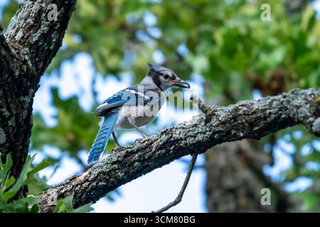 Ein Blue Jay, Cyanocitta cristata, auf einem Baum in Denton, Texas. Stockfoto