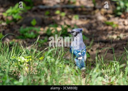 Ein Blue Jay, Cyanocitta cristata, auf der Suche am Boden in Denton, Texas. Stockfoto