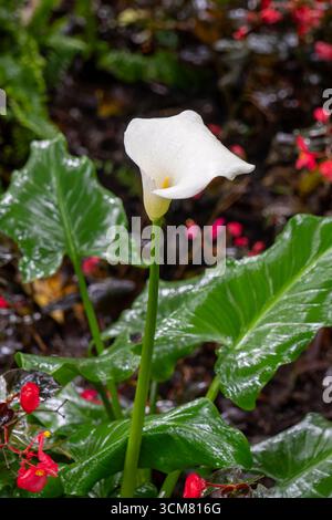 Eine Calla-Lilie, Zantedeschia aethiopica, in Blüte im Botanischen Garten, La Carolina Park, Quito, Ecuador. Stockfoto
