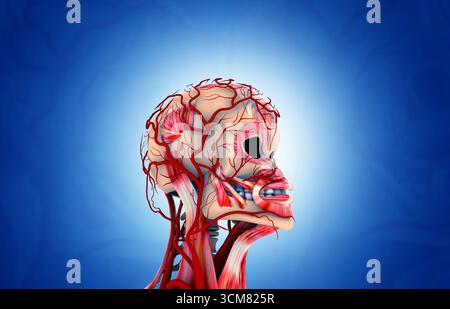 Anatomie des menschlichen Kopfes. 3D-Abbildung Stockfoto