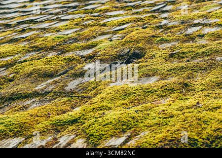 Nahaufnahme des alten Holzdachs, das mit grünem Moos bedeckt ist, im Wald, Detail des natürlichen Wachstums und der rustikalen Architektur. Selektiver Fokus. Stockfoto