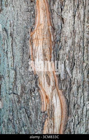 Nahaufnahme eines Risses in rauer Baumrindenstruktur. Vertikales Bild. Stockfoto