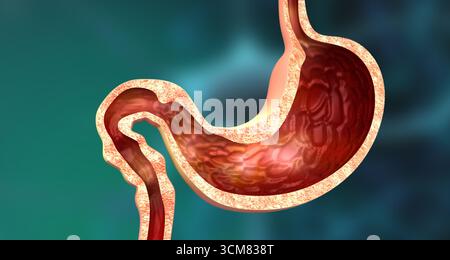 Querschnitt des menschlichen Magens. 3D-Abbildung Stockfoto
