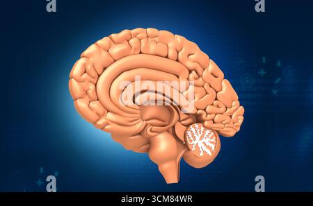 Querschnitt des Gehirns auf naturwissenschaftlichem Hintergrund. 3D-Abbildung Stockfoto