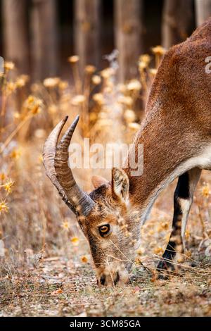 Ein majestätischer Steinbock auf der Suche in der Wildnis Stockfoto