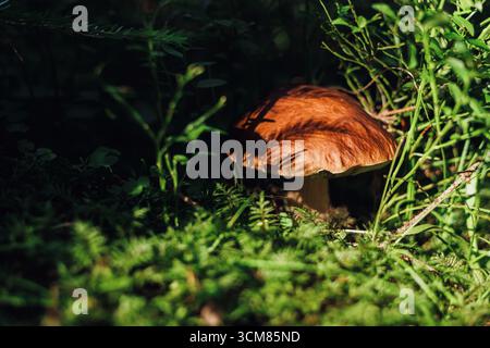 Brauner Pilz wächst unter grünen Farnen in einem Wald Stockfoto