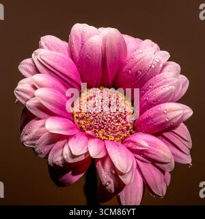 Leuchtendes Pink Gerbera Gänseblümchen mit Wassertropfen Stockfoto