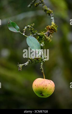 Apfel am Zweig eines Apfelbaumes Themenfoto vom 13.09.2025. NUR REDAKTIONELLE VERWENDUNG *** Apfel auf dem Zweig eines Apfelbaums Themenfoto vom 13 09 2025 NUR REDAKTIONELLE VERWENDUNG Copyright: epd-bild/HeikexLyding  DSC6688 Stockfoto