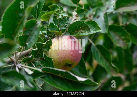 Apfel am Zweig eines Apfelbaumes Themenfoto vom 13.09.2025. NUR REDAKTIONELLE VERWENDUNG *** Apfel auf dem Zweig eines Apfelbaums Themenfoto vom 13 09 2025 REDAKTIONELLE VERWENDUNG NUR Copyright: epd-bild/HeikexLyding  DSC6647 Stockfoto