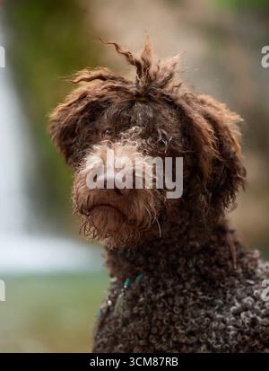 Der nasse Lagotto Romagnolo-Hund sitzt noch vor dem Wasserfall. Das Wasser reflektiert sein Fell und verleiht einen frischen, natürlichen Look. Stockfoto