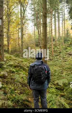 Wohlbefinden mit Mann mit Rucksack Wandern im üppigen grünen ruhigen Wald im Herbst, Rückblick auf Alleinreisende, die die Waldlandschaft erkunden Stockfoto