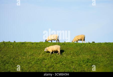 Schafe auf einem grünen Damm. Deich an der Nordsee. Deichschafe grasen auf einer Wiese mit blauem Himmel im Hintergrund. Stockfoto