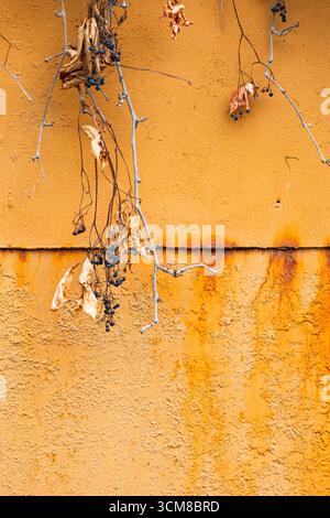 Getrocknete Efeublätter und Beeren an der Orangenwand. Herbst Natur Textur. Hochwertige Fotos Stockfoto