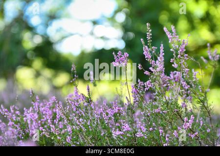 Heidekraut blüht im Spätsommer. Violette Wildpflanzen in natürlicher Landschaft Stockfoto