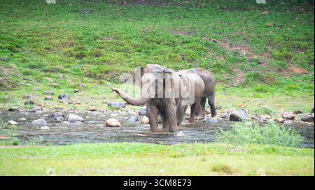 Indische Elefanten, wilde Herde, die ein Bad an einem See in Anakulam nahe Munnar nimmt, Wildtiere Indiens, Elefantenfamilie an einem regnerischen Tag Stockfoto