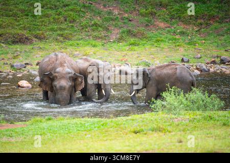 Indische Elefanten, wilde Herde, die ein Bad an einem See in Anakulam nahe Munnar nimmt, Wildtiere Indiens, Elefantenfamilie an einem regnerischen Tag Stockfoto