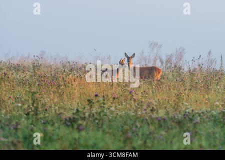 Doe und Rehkitz in einer nebeligen Herbstlandschaft bei Sonnenaufgang. Eine ruhige Szene am frühen Morgen mit weichem Nebel, die die sanfte Verbindung zwischen Mutter und Baby-Hirsch zeigt. Stockfoto