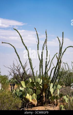 Ocotillo, Fouquieria Splendens, im Living Desert Zoo & Gardens State Park, Carlsbad, New Mexico. Stockfoto
