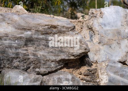 Selenitgips im Living Desert Zoo & Gardens State Park, Carlsbad, New Mexico. Stockfoto