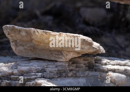 Selenitgips im Living Desert Zoo & Gardens State Park, Carlsbad, New Mexico. Stockfoto