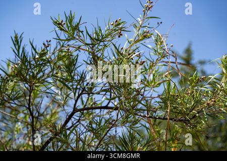 Desert Willow, Chilopsis linearis, im Living Desert Zoo & Gardens State Park, Carlsbad, New Mexico. Stockfoto