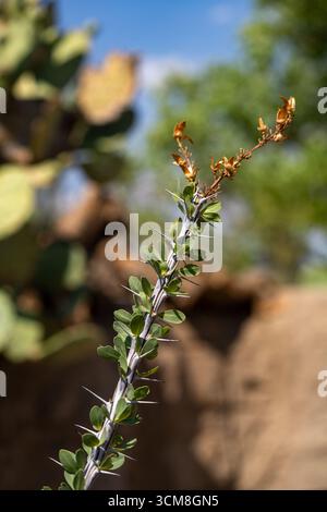 Ocotillo, Fouquieria Splendens, im Living Desert Zoo & Gardens State Park, Carlsbad, New Mexico. Stockfoto
